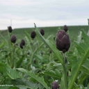 Today in Italy everyone is celebrating Pasquetta - Little Easter by going on a picnic (weather permitting LOL)... and what do you bring with you? Anything made with artichokes as they are in season now! Get the Recipes:  http://www.cookingwithnonna.com/italian-cuisine/artichokes-recipes.html