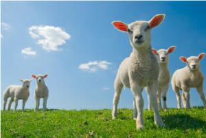 Lamb Recipes