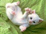 KitchenKitten521