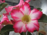 phishinphool