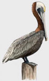 Cajunate