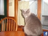 jocko