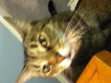 Rosie-Daisey