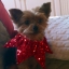 Florine