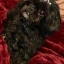 Spubee