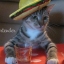 miss cala