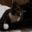 Chezhircat
