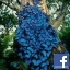 jojoblue