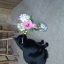 rosies