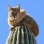 jinxy1