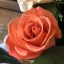 epresley71