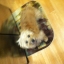 Sherv