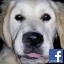 AmyP