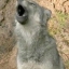 Slcdiva