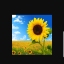 basunflowers