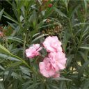 Oleander