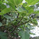 Mimi & Antonio's Fig tree 2011