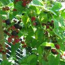 Il giardino di nonna Paolina