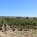 Visit at Tormaresca Winery in Puglia